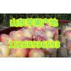 15265936593山東嘎啦蘋果批發(fā)