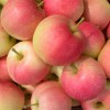 山東嘎啦美八紅露蘋(píng)果價(jià)格