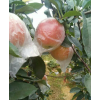 精品噶啦蘋(píng)果，山東美八蘋(píng)果上市了