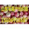 山東蘋果基地今日美八蘋果價(jià)格