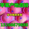 山東美八紅露蘋(píng)果產(chǎn)地直銷(xiāo)