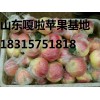 山東嘎啦蘋果種植基地 山東嘎啦蘋果最新批發(fā)價(jià)格