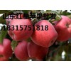 山東紅星蘋果批發基地 山東紅星蘋果最新批發價格