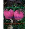 山東紅星蘋(píng)果價(jià)格-哪里新紅星蘋(píng)果價(jià)格低