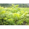 哪里批發美國山核桃苗*浙江美國山核桃苗批發*章豐苗木供