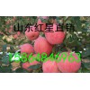 山東紅星蘋(píng)果供應(yīng)