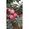 紅星蘋果報價批發(fā)，產(chǎn)地直銷