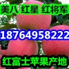 供應(yīng)優(yōu)質(zhì)美八批發(fā) 山東紅星蘋(píng)果產(chǎn)地 今日紅將軍價(jià)格