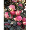 13176070985山東精品紅星蘋果產地價格