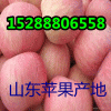 【山東最近紅星蘋(píng)果多錢(qián)一斤】