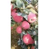 今日山東優(yōu)質(zhì)紅星蘋果產(chǎn)地價(jià)格