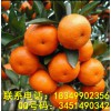 湖南柑橘苗價格，湖南柑橘苗種植技術，湖南柑橘苗管理