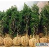 山西白皮松、營(yíng)養(yǎng)袋白皮松幼苗