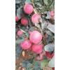 山東紅星蘋果批發(fā)信息，紅將軍蘋果供應(yīng)