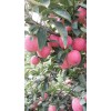 山東大量?jī)?yōu)質(zhì)紅星蘋果產(chǎn)地銷售價(jià)格