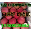 山東蘋果供應基地大降價