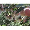 紅富士蘋(píng)果批發(fā)山東膜袋紅富士批發(fā)基地