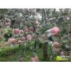 膜袋紅富士?jī)r(jià)格膜袋紅富士蘋(píng)果批發(fā)紅富士蘋(píng)果報(bào)價(jià)