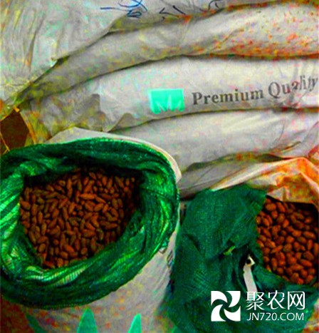 1-美國山核桃種子