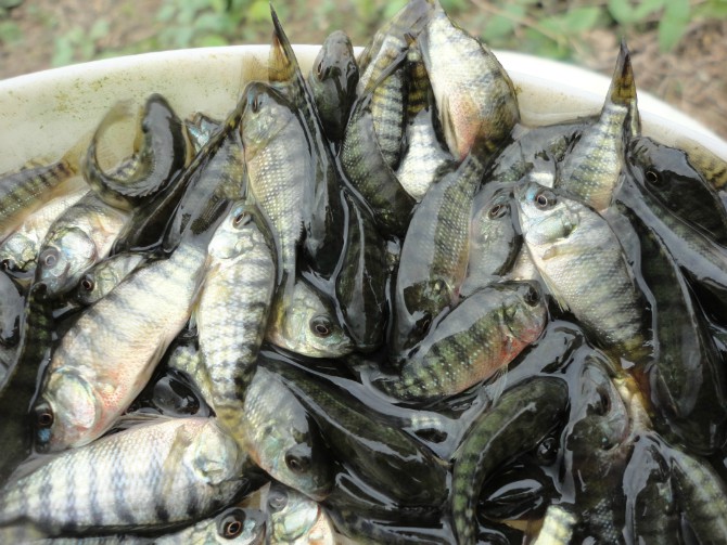 羅非魚苗價格 單性羅非魚苗價格 奧尼羅非魚苗最新價格