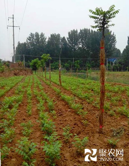 7-美國(guó)黑核桃苗圃