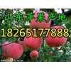 【大量批發山東紅富士蘋果】