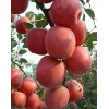 山東優(yōu)質紅富士蘋果批發(fā)價
