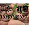 山東紅薯批發(fā)價格， 山東紅薯產(chǎn)地，今日地瓜價格