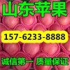 山東蘋(píng)果種植基地低價(jià)批發(fā)紅富士