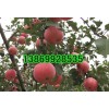 山東蘋果價(jià)格行情優(yōu)質(zhì)紅富士蘋果供應(yīng)