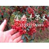 河北花椒樹小苗——供應(yīng)山東實(shí)惠的花椒樹苗