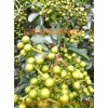 直生藤椒苗特點(diǎn)，直生藤椒苗產(chǎn)量，直生藤椒苗種植技術(shù)