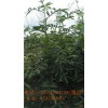 嫁接、直生藤椒苗種植技術(shù)，哪里有藤椒苗賣