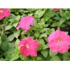 濰坊花卉報(bào)價(jià)，萬壽菊最新價(jià)格