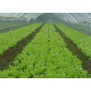 太原蔬菜大棚專業(yè)建設：訂購蔬菜大棚