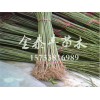 劃算的香椿樹苗出售，香椿小苗價(jià)格