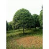 哪里能買到好的供應(yīng)湖南桂花 |1公分桂花價格