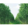 竹柳專業供應商——批發竹柳