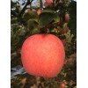 2017高原紅富士蘋果價(jià)格，陜西紅富士蘋果批發(fā)價(jià)格