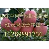 紅富士批發(fā)紅富士?jī)r(jià)格山東紅富士蘋(píng)果批發(fā)市場(chǎng)