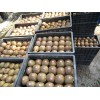 今年陜西獼猴桃價(jià)格/行情，陜西眉縣秦嶺獼猴桃基地報(bào)價(jià)