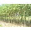山東美國竹柳|山東竹柳供應基地