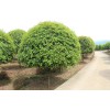 5公分桂花價格_優(yōu)質(zhì)的湖南桂花出售