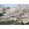 櫻花樹首推藝瓊花卉苗木，山東櫻花大樹