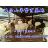 浙江波爾山羊價(jià)格 山東信譽(yù)好的波爾山羊生產(chǎn)基地