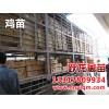 南寧躍龍禽苗出售優(yōu)質(zhì)的廣西雞苗，三黃雞苗價(jià)錢如何