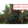 四川柑橘樹苗特點(diǎn)，四川柑橘樹苗出售，四川柑橘樹苗種植