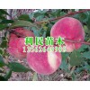 搶手的金秋紅蜜桃苗優選青州利民苗木，批發晚熟桃苗