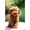價格實(shí)惠的貴賓犬就在山東鴻興肉狗養(yǎng)殖_廣西貴賓犬養(yǎng)殖基地