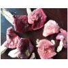 廣西原生態(tài)紅菇，由專業(yè)人士為您推薦新品紅菇
